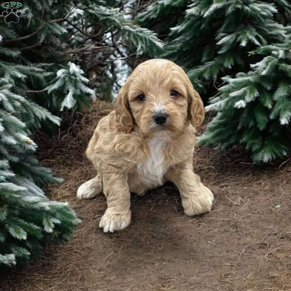 Jalen, Cavapoo Puppy